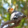 A wild male Cockatiel perches on a branch