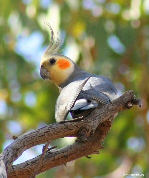 A wild male Cockatiel perches on a branch