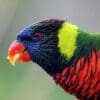 A closeup profile of a Coconut Lorikeet