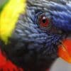 A closeup profile of a Coconut Lorikeet