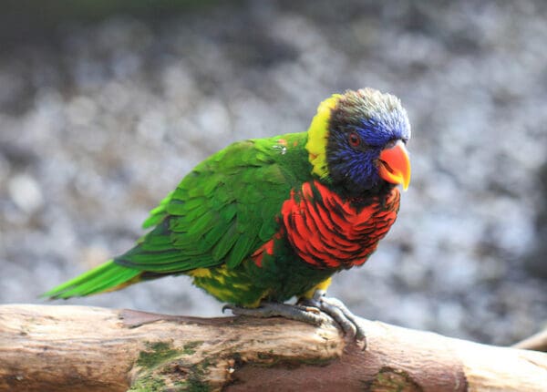 A Coconut Lorikeet perches on a branch