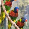 Coconut Lorikeets perch on a branch