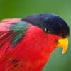 A closeup profile of a Collared Lorikeet