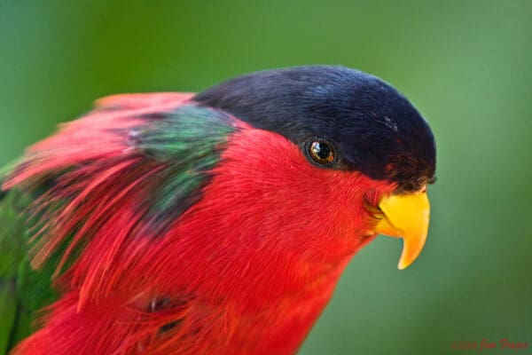 A closeup profile of a Collared Lorikeet