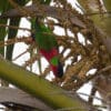 A wild Collared Lorikeet forages in a tree