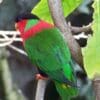 A Collared Lorikeet perches on a branch