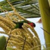 A wild Collared Lorikeet forages in a tree