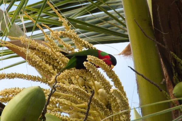 A wild Collared Lorikeet forages in a tree