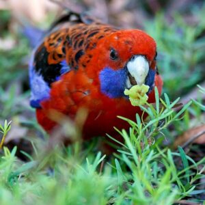 A wild Crimson Rosella forages in vegetation