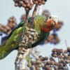 A wild Cuban Amazon feeds in a tree