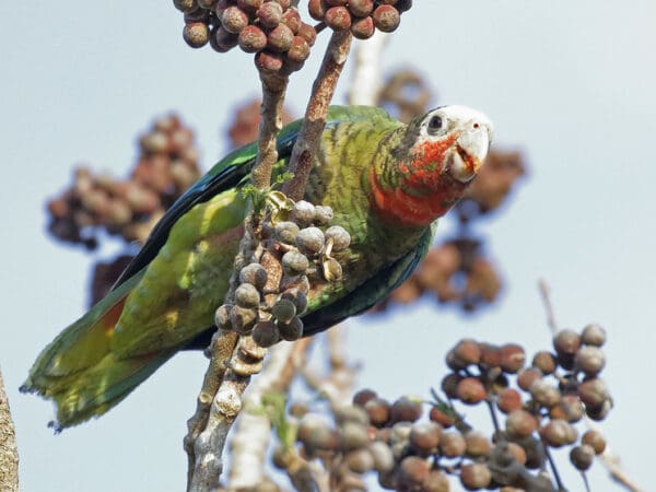 Cuban Amazon Field Research