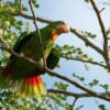A wild Cuban Amazon fans its tail in display