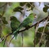 Wild Cuban Conures perch in a tree