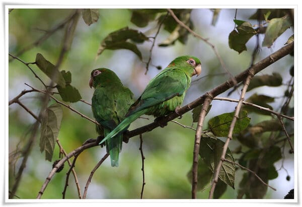 Wild Cuban Conures perch in a tree