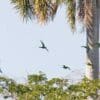 Wild Cuban Conures fly from tree to tree