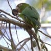 A wild Cuban Conure feeds on a seed pod