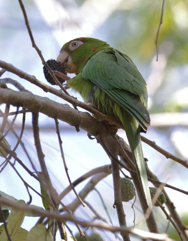 A wild Cuban Conure feeds on a seed pod