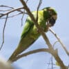 A wild Cuban Conure feeds