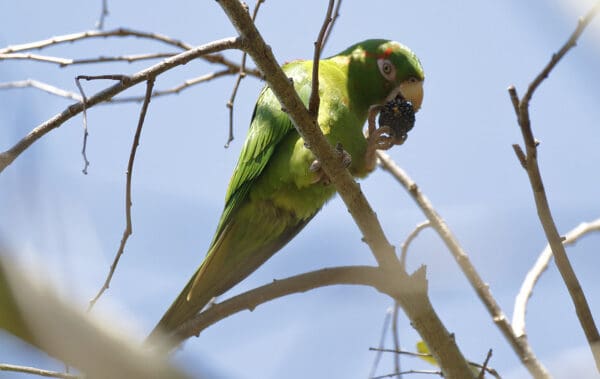 A wild Cuban Conure feeds