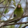 A wild Cuban Conure perches while holding a seed pod