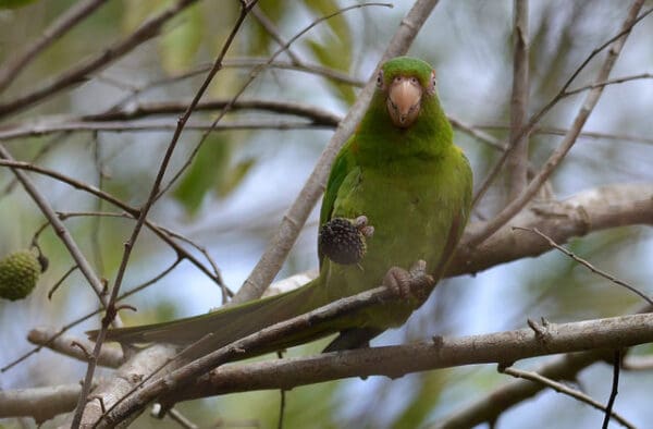 A wild Cuban Conure perches while holding a seed pod