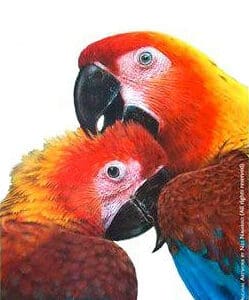 A portrait depicts extinct Cuban Macaws