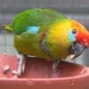 A male Desmarest's Fig Parrot perches on a feed bowl