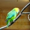 A Desmarest's Fig Parrot perches on a branch