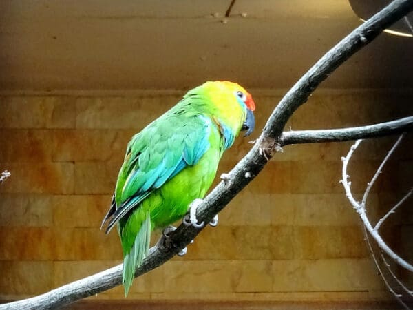 A Desmarest's Fig Parrot perches on a branch