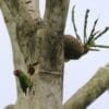 A wild male Double-eyed Fig Parrot clings to a nest cavity opening