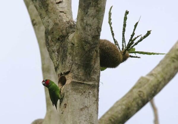 A wild male Double-eyed Fig Parrot clings to a nest cavity opening