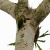 A wild male Double-eyed Fig Parrot clings to a tree trunk