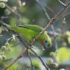 A wild male Double-eyed Fig Parrot perches on a branch