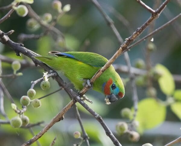 A wild male Double-eyed Fig Parrot perches on a branch