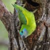 A wild female Double-eyed Fig Parrot clings to the entrance of a nest cavity