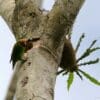 A wild male Double-eyed Fig Parrot clings to a tree trunk