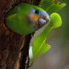 A wild female Double-eyed Fig Parrot peers out of a nest cavity