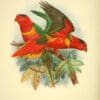 An illustration features Duchess Lorikeets