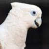 A closeup profile of a companion Ducorp's Corella