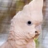 A closeup of a companion Ducorp's Corella