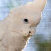 A closeup of a companion Ducorp's Corella