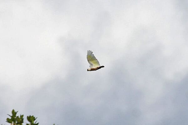 A wild Ducorp's Corella flies above the forest