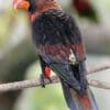 An orange-phase Dusky Lory perches on a branch