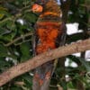 An orange-phase Dusky Lory perches on a branch