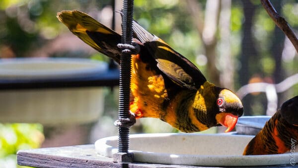 A yellow-phase Dusky Lory perches at a feeder