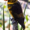 A yellow-phase Dusky Lory perches on a branch