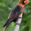 An orange-phase Dusky Lory perches on a branch