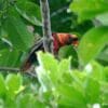 A wild orange-phase Dusky Lory perches on a branch