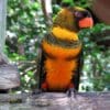 An orange-phase Dusky Lory perches on a branch