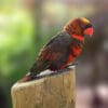 An orange-phase Dusky Lory perches on a post